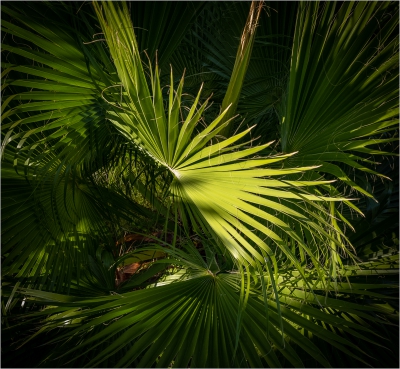 Above a Palm Tree 